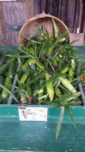 Corn